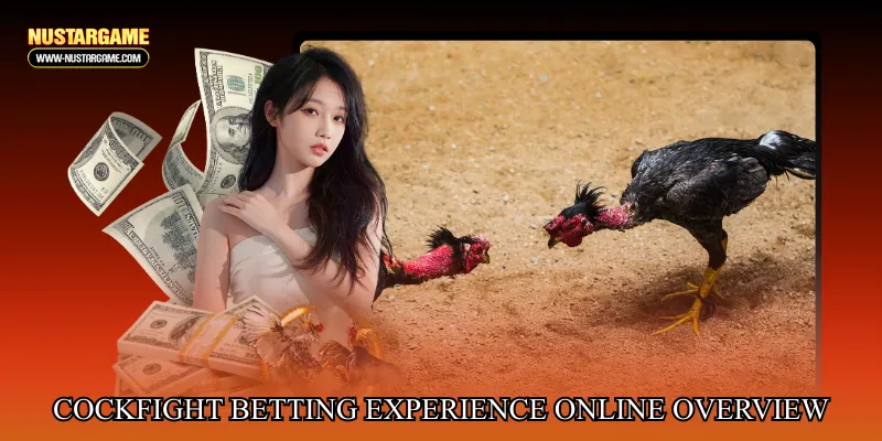 Cockfight betting experience online overview
