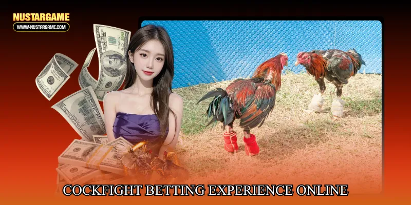Cockfight betting experience online