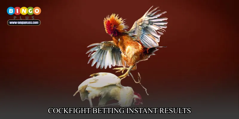 cockfight betting instant results